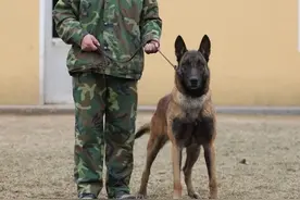 最优秀的几种“护卫犬”，养一只在家里，安全感爆棚图片