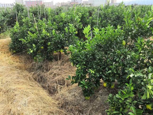 柑橘施肥不到位，今年产量高不了！专家强调的5个细节，太关键