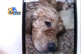 金毛在后备箱中暑 记者轮流钻进去体验图片