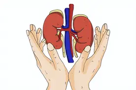 养肾很难，伤肾却很简单，3个常见的坏习惯可能在损伤你的肾图片