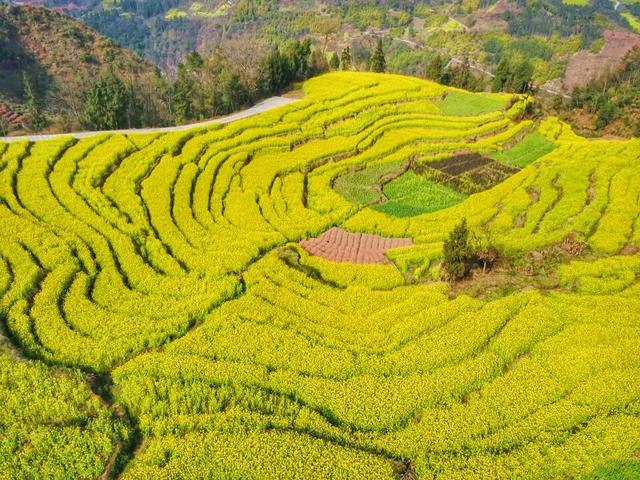成都周边“小西安”？万亩菜花梯田、“鼓楼”、美食，快带全家去