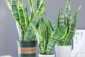 虎皮兰有个“小开关”，开启后，叶片厚亮，爱长侧芽图片