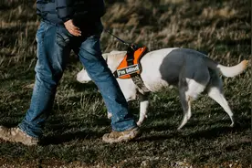 盲人有1700万，导盲犬只有200只，20万一只的导盲犬是不是骗局？图片