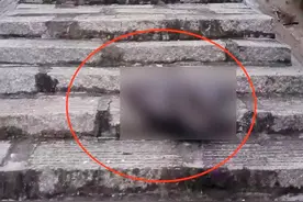 蛇为何会停在路上不走？福州大蟒蛇阻断下山的唯一道路，吓坏游客图片