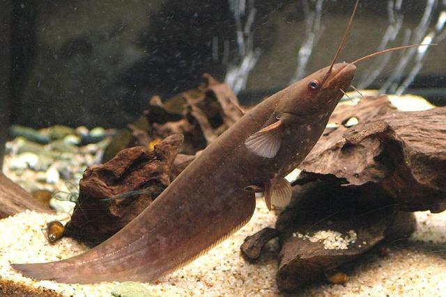 榛戦緳姹熼奔绫讳箣鈥滀笁鍗佷簩鏉傞奔鈥濆浘璋? onerror=