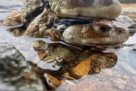 癞蛤蟆也有春天！浙江清凉峰上的它们，正在约会恋爱图片