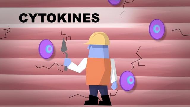 肌肉是如何生长的？