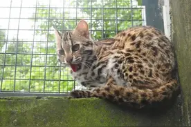 辽宁女子收养流浪猫，越养越奇怪，上网一查才知它是牢底坐穿兽图片