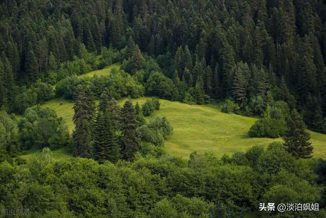 老祖宗说“五树进宅，人穷家败”，哪5种树不适合栽在院子里？