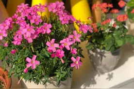 又到“小黑飞”肆虐的季节，教你三个“绝招”，将它们统统灭掉图片
