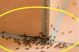 家里出现蚂蚁不用慌了，只需要简单的土方法，蚂蚁再也不敢来！图片