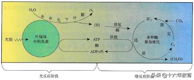 高中生物重要生化知识图解记忆（建议收藏）