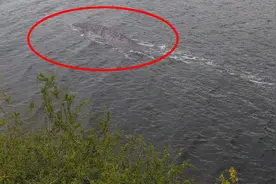 “尼斯湖水怪”的真面目？高清照片被拍下，真相浮出水面图片