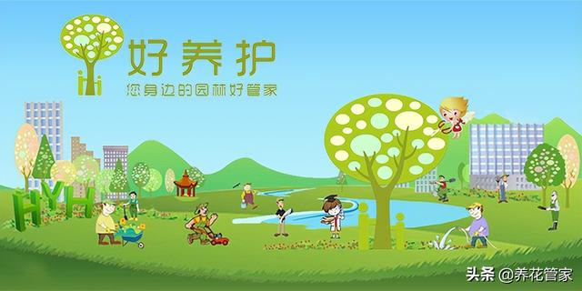 十种常见的兰花花语，你喜欢哪一种？