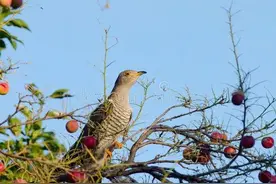 有种鸟天天早上不停在叫，听到叫声麦熟了，你知道这是什么鸟吗？图片