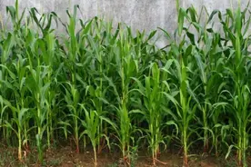 玉米出苗后打药除草：什么时候打？用哪种药？怎么打？药害怎么治图片