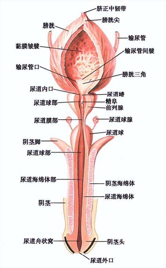 头条创作挑战赛#男性尿道的结构男性尿道起自膀胱的尿道内口,钟于