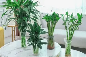 养富贵竹，加点“营养液”，根系粗壮，枝叶繁茂图片