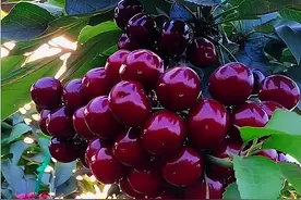 在家种几棵车厘子，挂果红如玛瑙，不管是自吃还是送人都可以图片