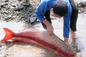 2008年，渔民意外捕58斤长江胭脂鱼，男子花2000元买下放生图片