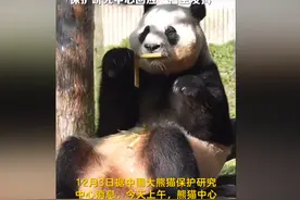 福宝全身抽搐，韩国网友指责中国，网友扒出福宝在韩国就有这情况图片