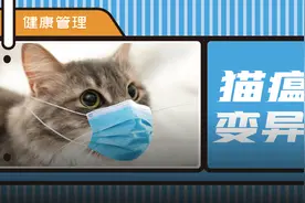 变异猫瘟正在全面爆发？真相在这里图片
