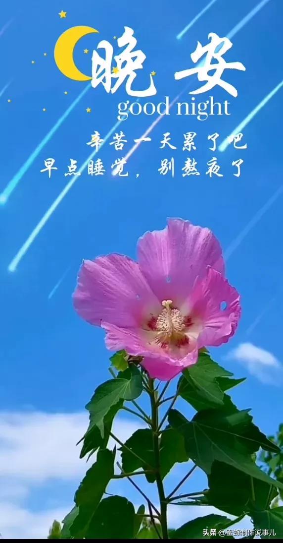 一束鲜花，醉蓝天