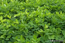 花生三遍药，胜过千次肥，高产利器，产量提高30%以上不算事图片