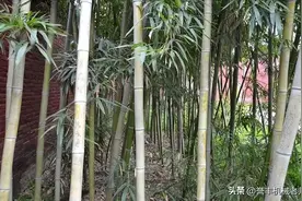 用竹子竹屑加工烧烤机制炭竹炭需要用到什么设备？如何配置图片