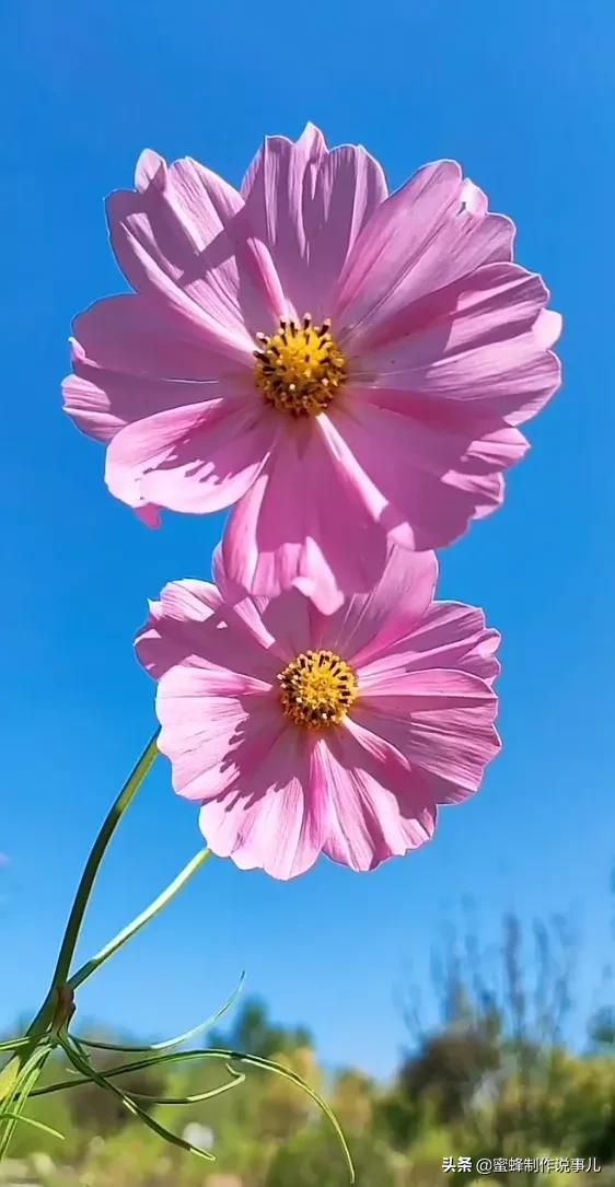 一束鲜花，醉蓝天