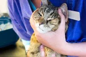 猫咪胰腺炎到底怎么回事？图片