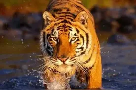 03年中国将5只华南虎放在非洲，繁衍到15只后，专家：亏大了图片