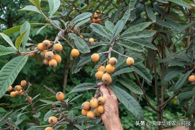 氨基酸&海藻精&腐植酸的作用汇总