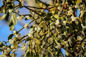 Okay, I'll give it a shot.好，那我试试吧图片