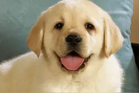 狗为何总是半夜对着空无一人的门外狂叫？它真的看到什么了吗？图片