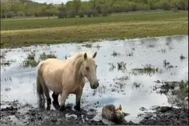 暖心！内蒙古一路人出手，救出陷入泥潭的小马驹图片
