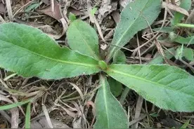 此为“肿瘤草”，农村路旁有不少，但很少人去挖，你家乡有吗？图片
