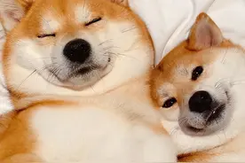 狗狗奇葩的几种交配方式，真的让人大开眼界图片