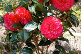 茶花真的不难养，注意这6点，长的旺开花美！图片