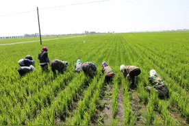 不伤土壤，不伤根系，对作物安全的除草剂图片