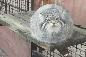 网红兔狲“狲思邈”，不幸死亡！专家澄清图片