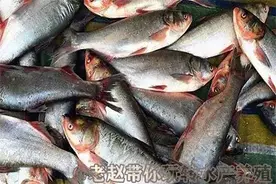 水产养殖中驱杀寄生虫虫安全和水温分层之间的关系 （干货必看）图片