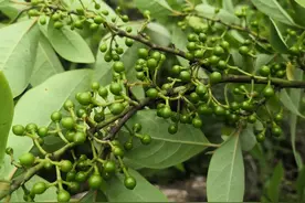 木姜子（山胡椒）能人工种植吗？怎么种植管理？图片