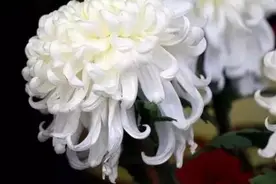 清明扫墓送菊花，你知道要送多少朵吗？图片