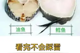 跟鳕鱼相似的深海油鱼吃了会让屁股漏油的冷知识⚠️图片
