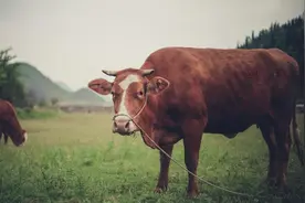 你知道吗？黄牛和水牛不能杂交，绵羊和山羊也不能杂交图片