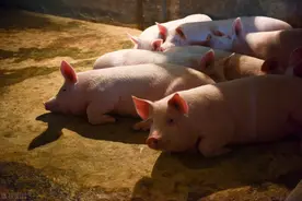 养猪小知识--大蒜在养猪中的功效图片