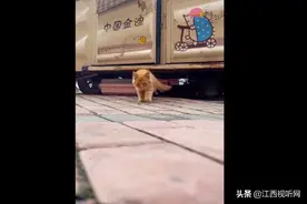 勿念！男子投喂三腿猫半月发现收养纸条：开心又心酸图片