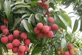 广西能种植的多种水果，市面上都出现了10元3斤，知道为什么吗图片