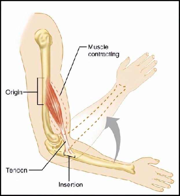 支链氨基酸作为老年营养关键共识，竟被美专家否定？营养师来解读